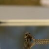 lion locket necklace