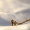 lion locket necklace
